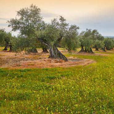El olivar mantiene su liderazgo como cultivo ecológico en España