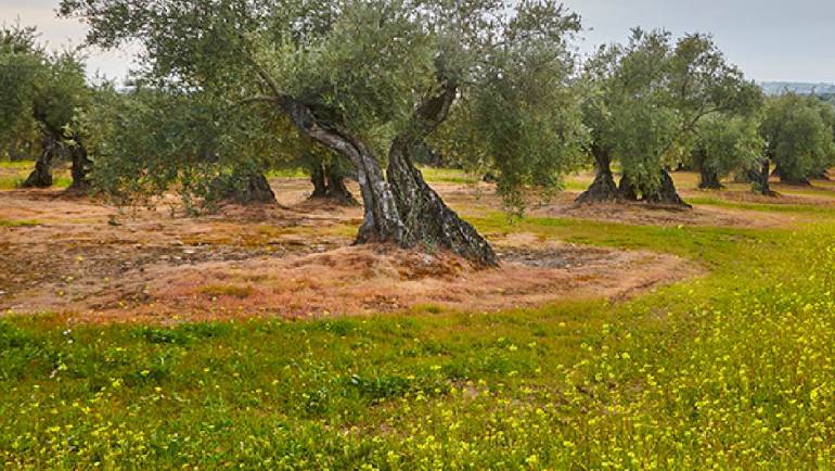 El olivar mantiene su liderazgo como cultivo ecológico en España